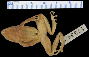 Media type: image; Herpetology A-17534